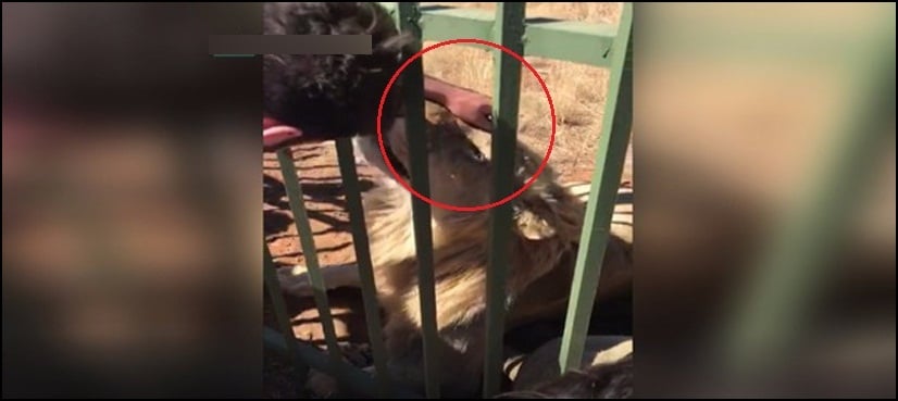 WATCH: Lion bites rugby player at South African zoo