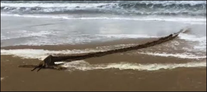 VIDEO: Mysterious sea monster washes up on beach in Netherlands