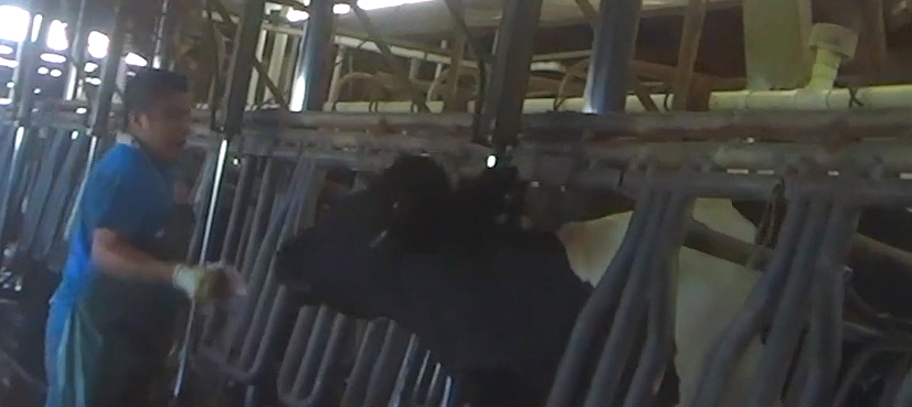 Video shows workers at a US dairy beating, kicking cows