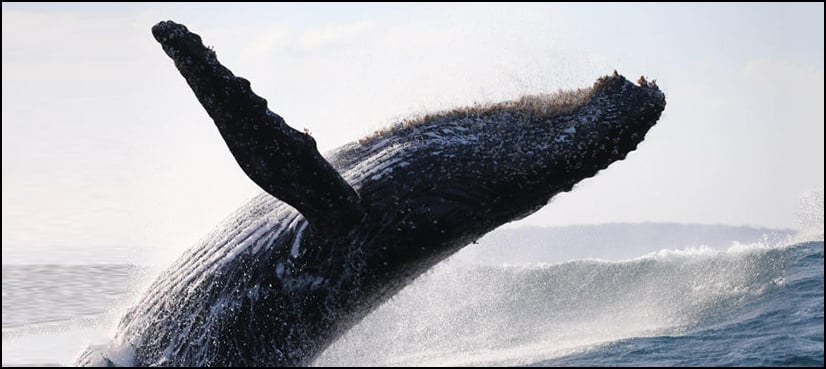 Do tourist boats stress out whales?