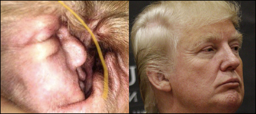 Woman discovers Donald Trump ‘face’ in her dog’s ears
