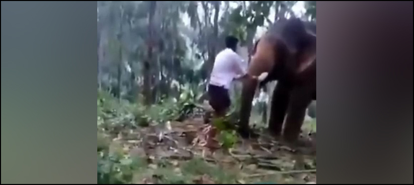 VIDEO: Teenager attempts Indian movie stunt on forest elephant and it badly backfires