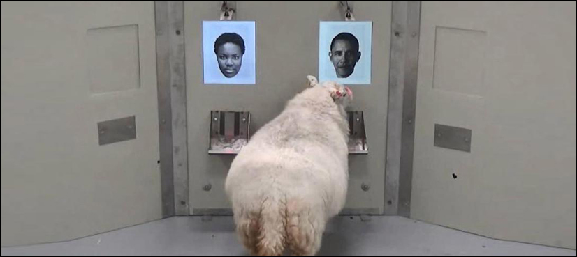 WATCH: Sheep recognise Barack Obama, Emma Watson from photo