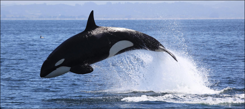 Killer whale spotted for first time in Pakistan