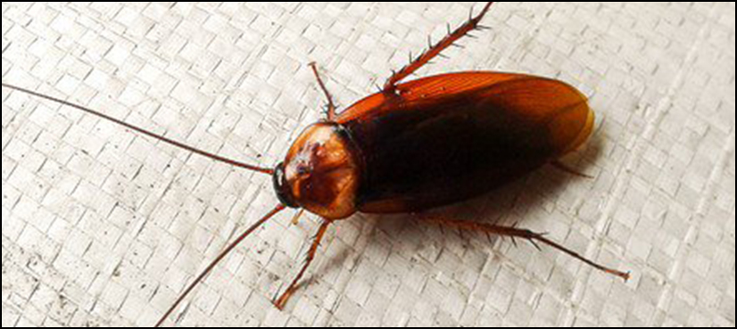 Chinese couple caught with 200 live cockroaches in luggage