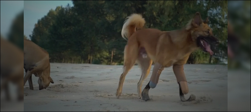 Blade running Thai dog gets new lease of life