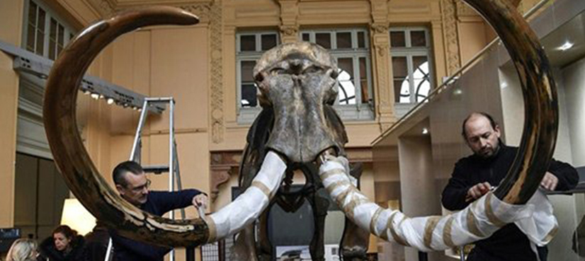 WATCH: Giant meatball of extinct mammoth unveiled!