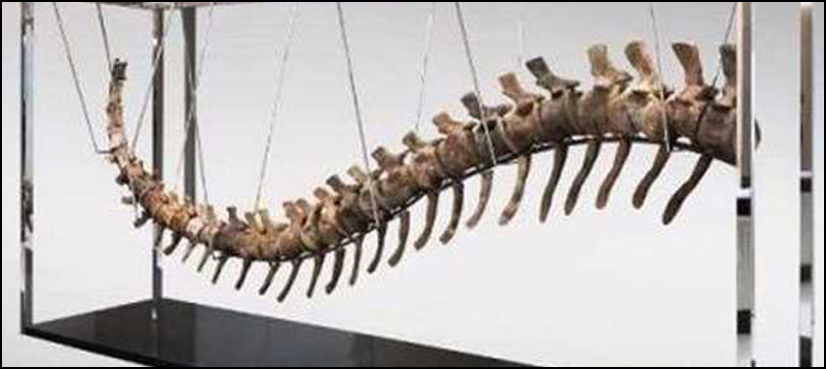 Dinosaur tail to be auctioned for Mexico quake reconstruction