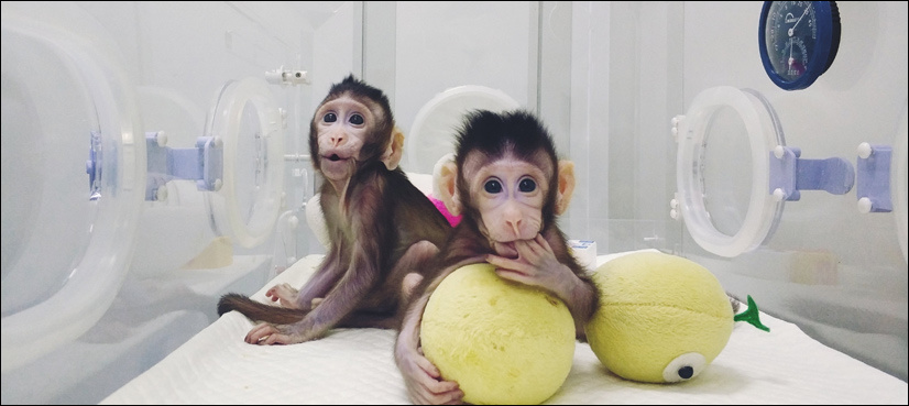 Meet first monkey clones produced by method that made Dolly