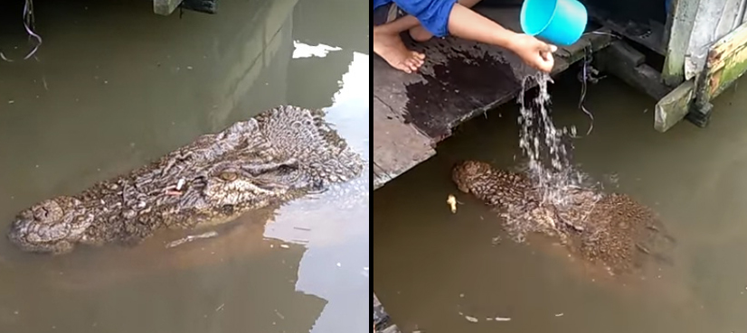 VIDEO: Meet the ‘friendly’ crocodile that approaches fish cleaners for food
