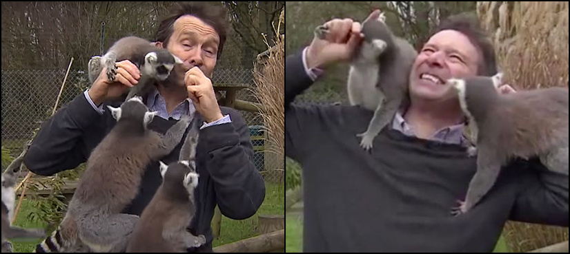 WATCH: BBC reporter 'attacked' by lemurs at zoo in hilarious video