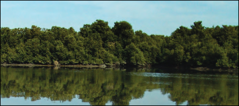 Bangladesh charges 26 for destruction of vast mangrove forest