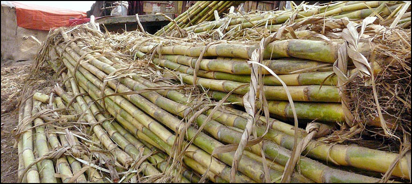 Sugar prices could go up as Punjab raises sugarcane rate