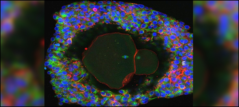 Human eggs grown to maturity in lab: researchers