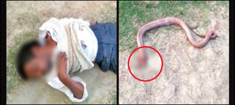 Man bites off snake’s head in ‘revenge attack’