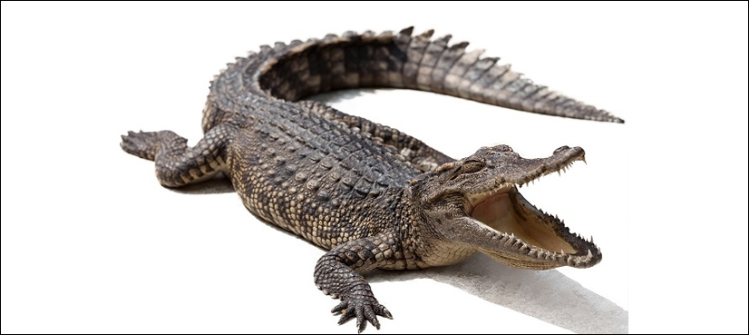 VIDEO: When alligator comes for shopping; sheriffs find it bad idea