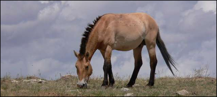 All the wild horses are extinct: study
