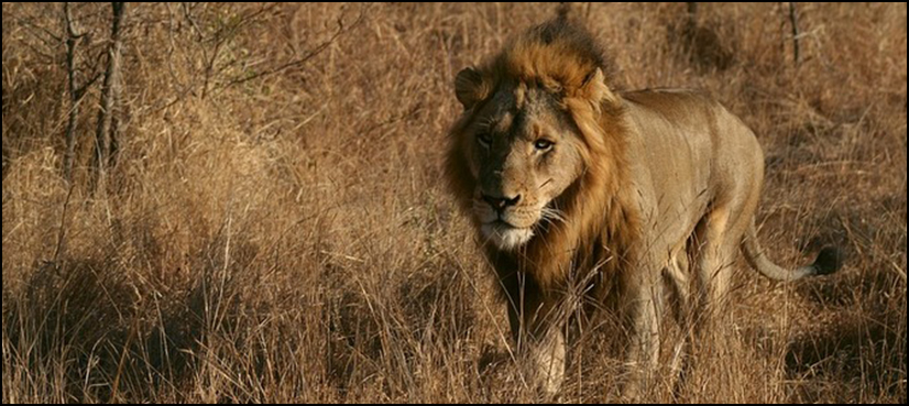 South African lions eat ‘poacher’ with just his head found