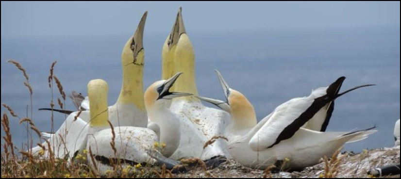 'World's loneliest bird' Nigel dies in New Zealand