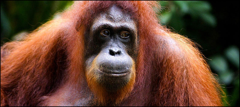 Indonesians arrested for shooting an orangutan some 130 times