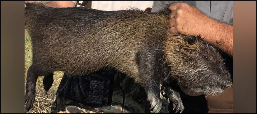 Giant 20-pound rodent discovered in California