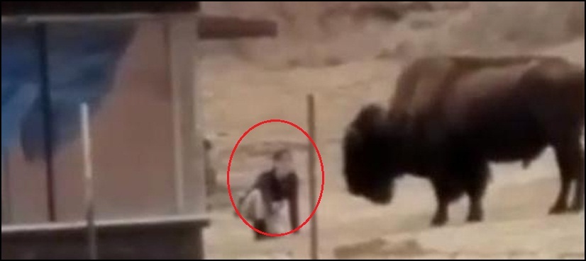 VIDEO: Here’s what happened when a man tried to mess with buffalo
