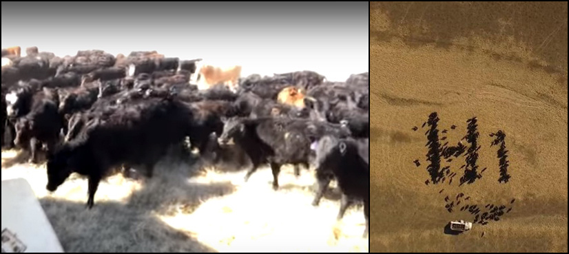 US farmer uses 300 cows to say 'Hi' to SpaceX rocket