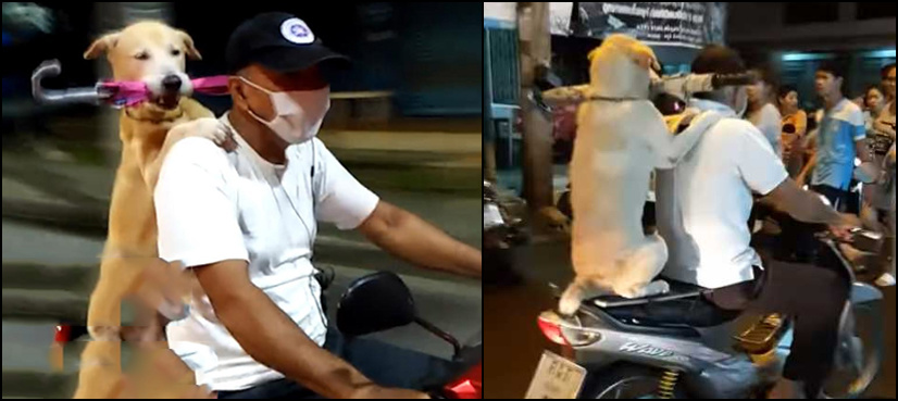 VIDEO: Dog takes a motorcycle ride holding umbrella in Thailand