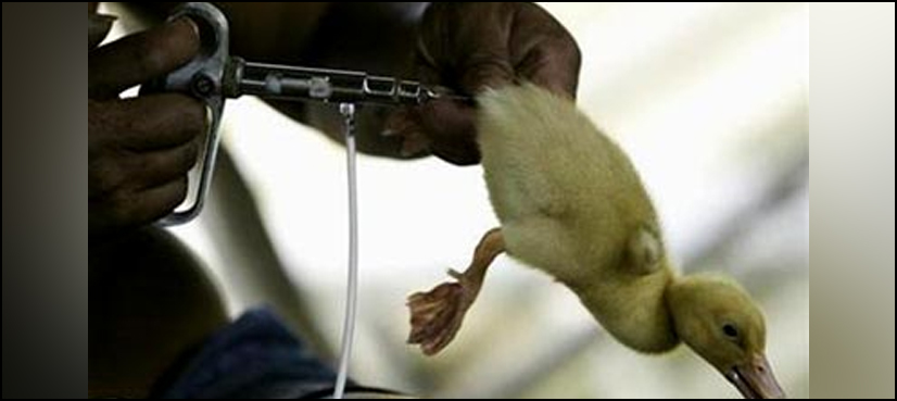 Avian flu detected in seabirds in South Africa