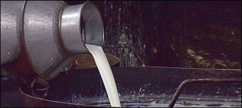 PFA discards over 17,000 litres of adulterated milk