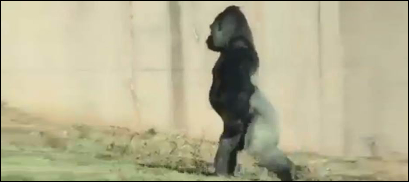 Video of gorilla walking like a human goes viral