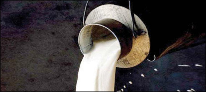 How loose milk gets contaminated