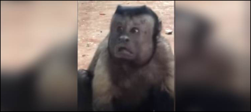 VIDEO: Monkey with a 'human face' creates social media storm