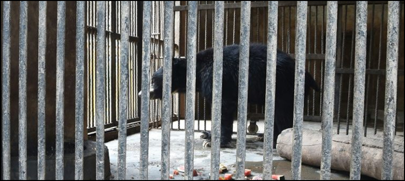 One of Nepal's last dancing bears dies after rescue