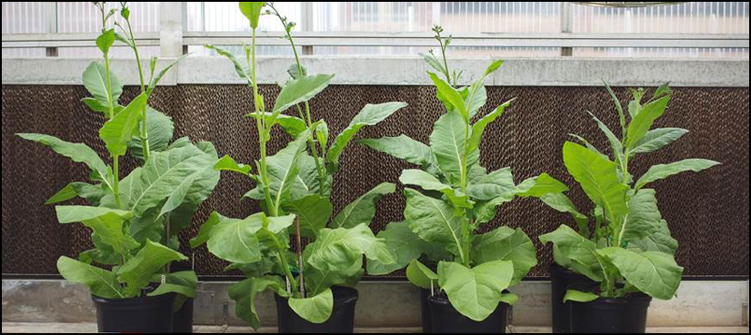 Plants transformed into detectors of dangerous chemicals