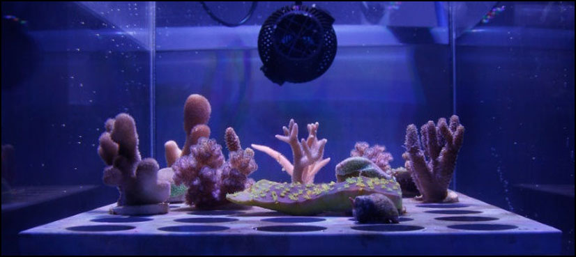 Ultra-thin sun shield could protect Great Barrier Reef