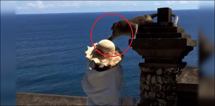 Monkey snatches selfie-snapping visitor’s mobile