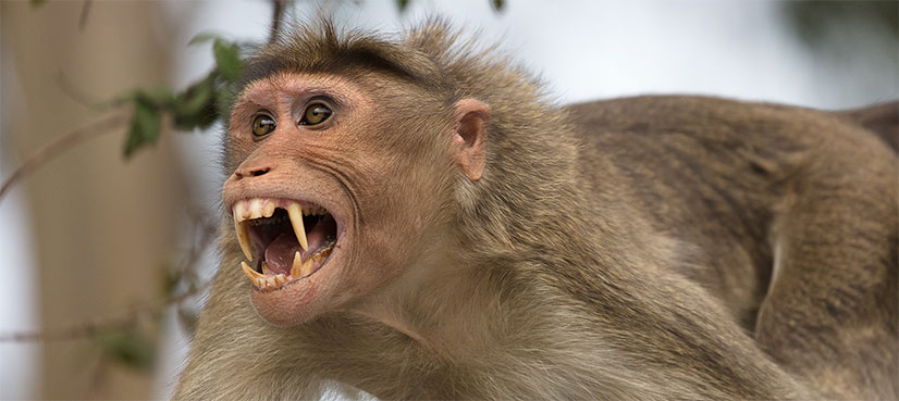 Baby 'snatched by monkey' found dead