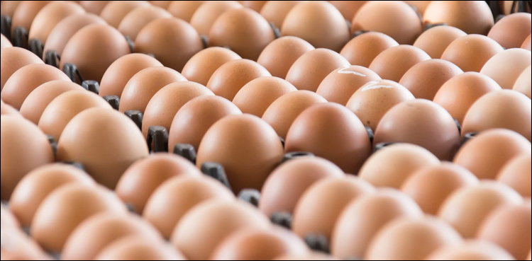 PFA foils attempt to supply over 100, 000 rotten eggs