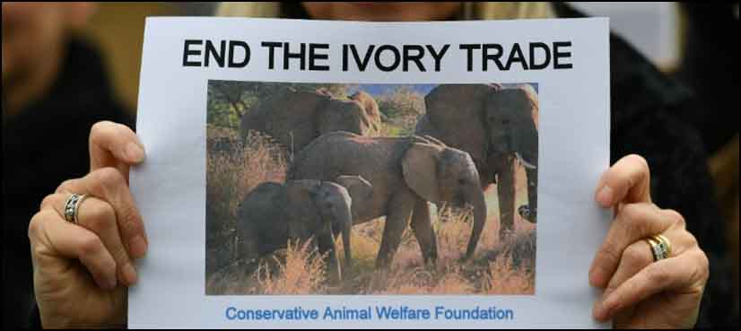 Britain to introduce world's toughest ban on ivory sales