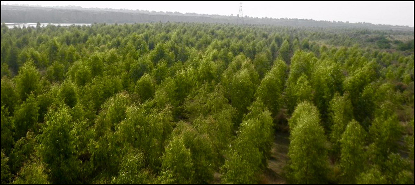 NAB launches probe into KP’s billion tree project