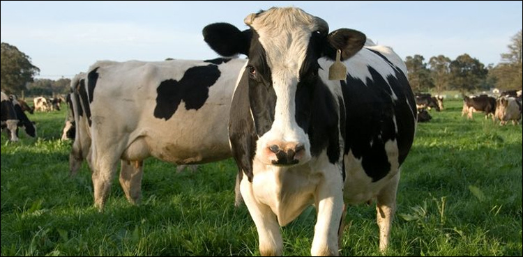 Canada to offer incentives to cattle farms