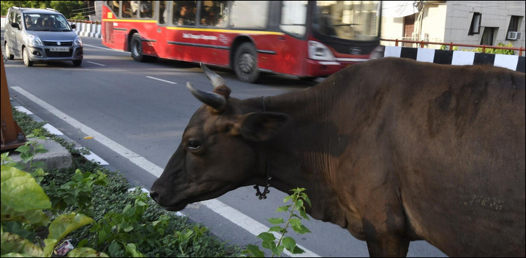 Muslim beaten to death in India for allegedly killing cow