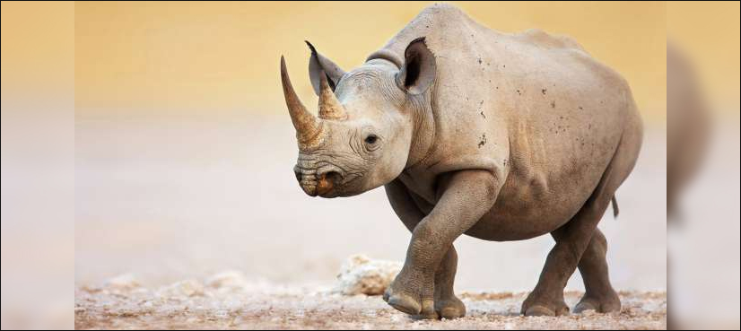 Poachers shoot dead three rhinos inside Kenyan sanctuary