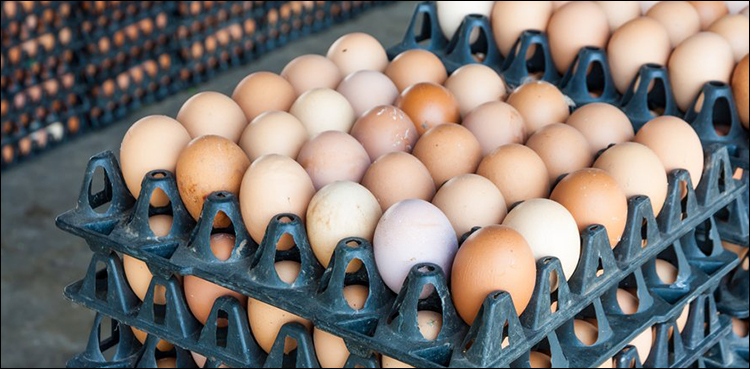 Chicken prices fall, eggs rise as weekly inflation increases by 0.22%