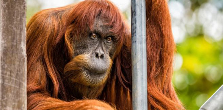 World's oldest Sumatran orangutan dies aged 62