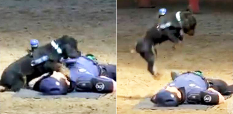Police dog performs CPR on cop who plays dead, video goes viral