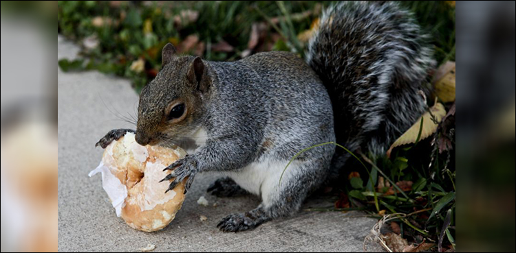 Squirrel Caught on Tape Stealing Doughnut From Police