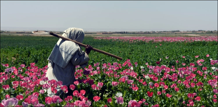 Opium: How an Ancient Flower Shaped and Poisoned Our World