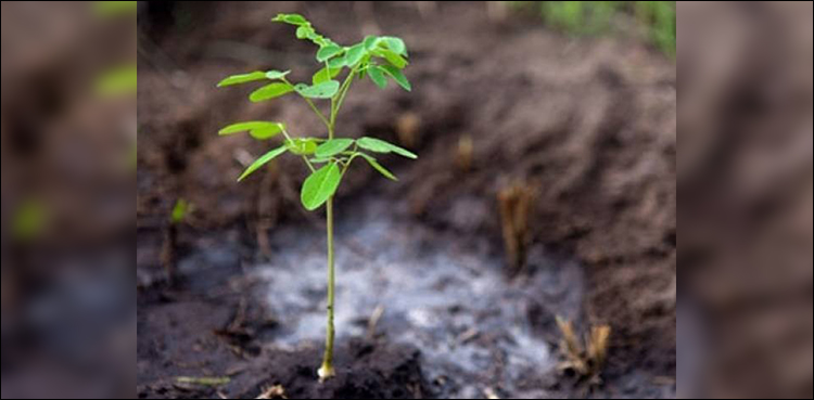 Pakistan to start ‘100 million tree planting’ campaign from June 15